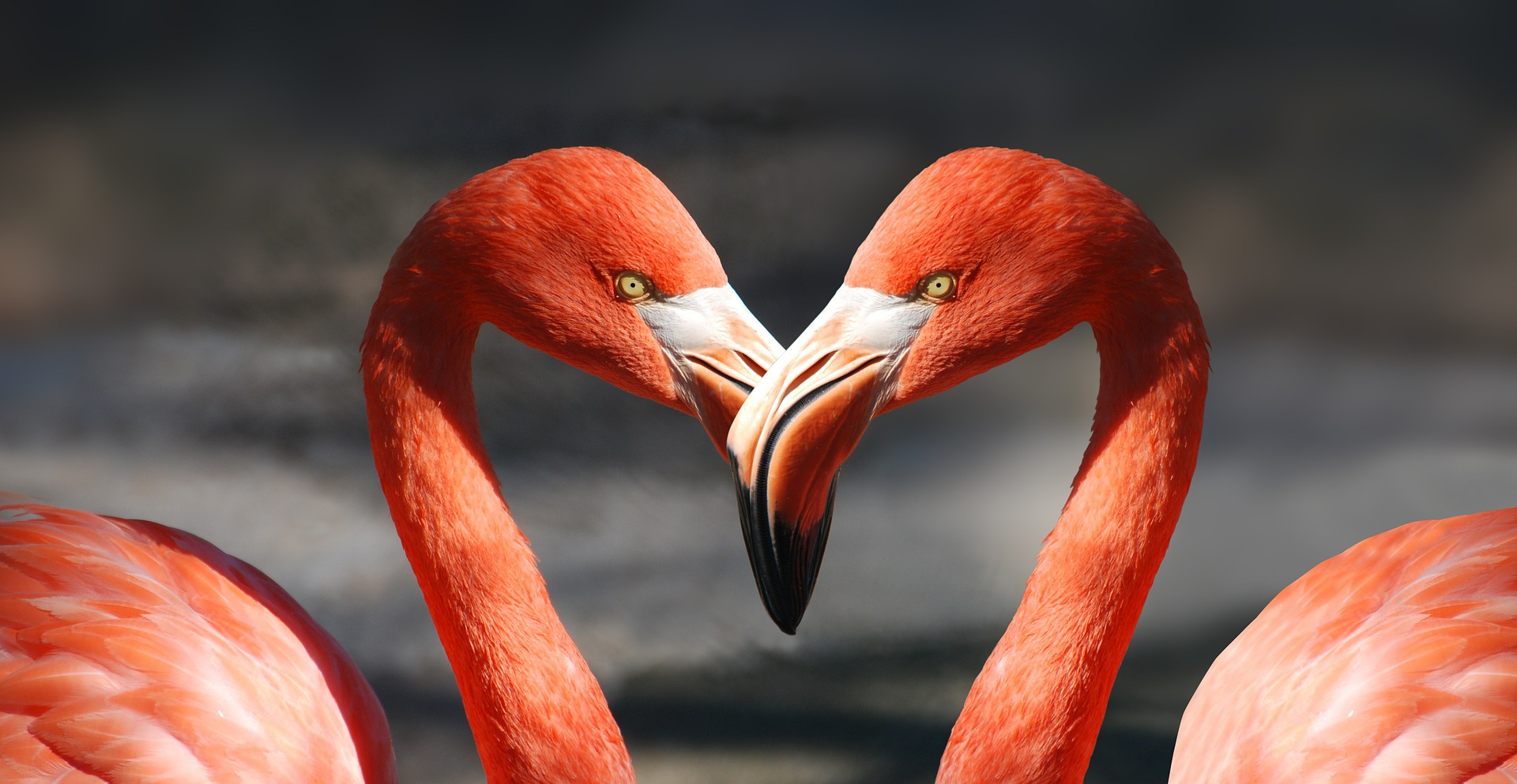 Flamingo 600205 1920